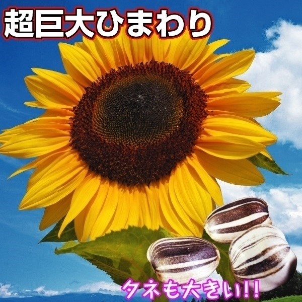 種 花たね ヒマワリ タイタン 1袋(40粒)