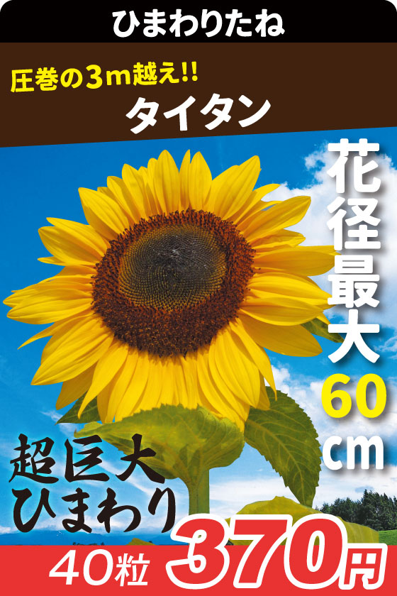 ひまわり タイタン