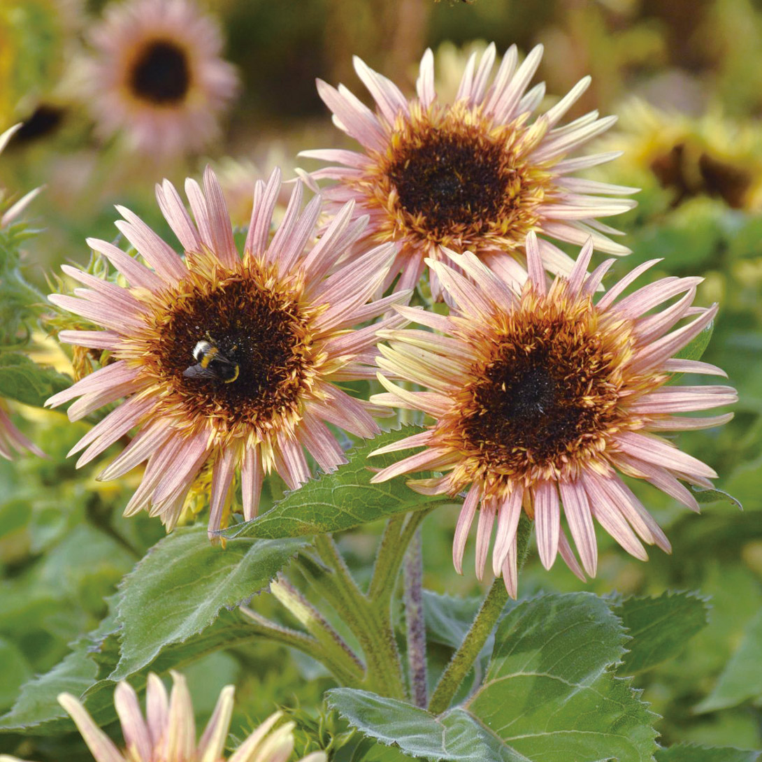 種 花たね ヒマワリ アストラ ローズ 1袋(20粒)