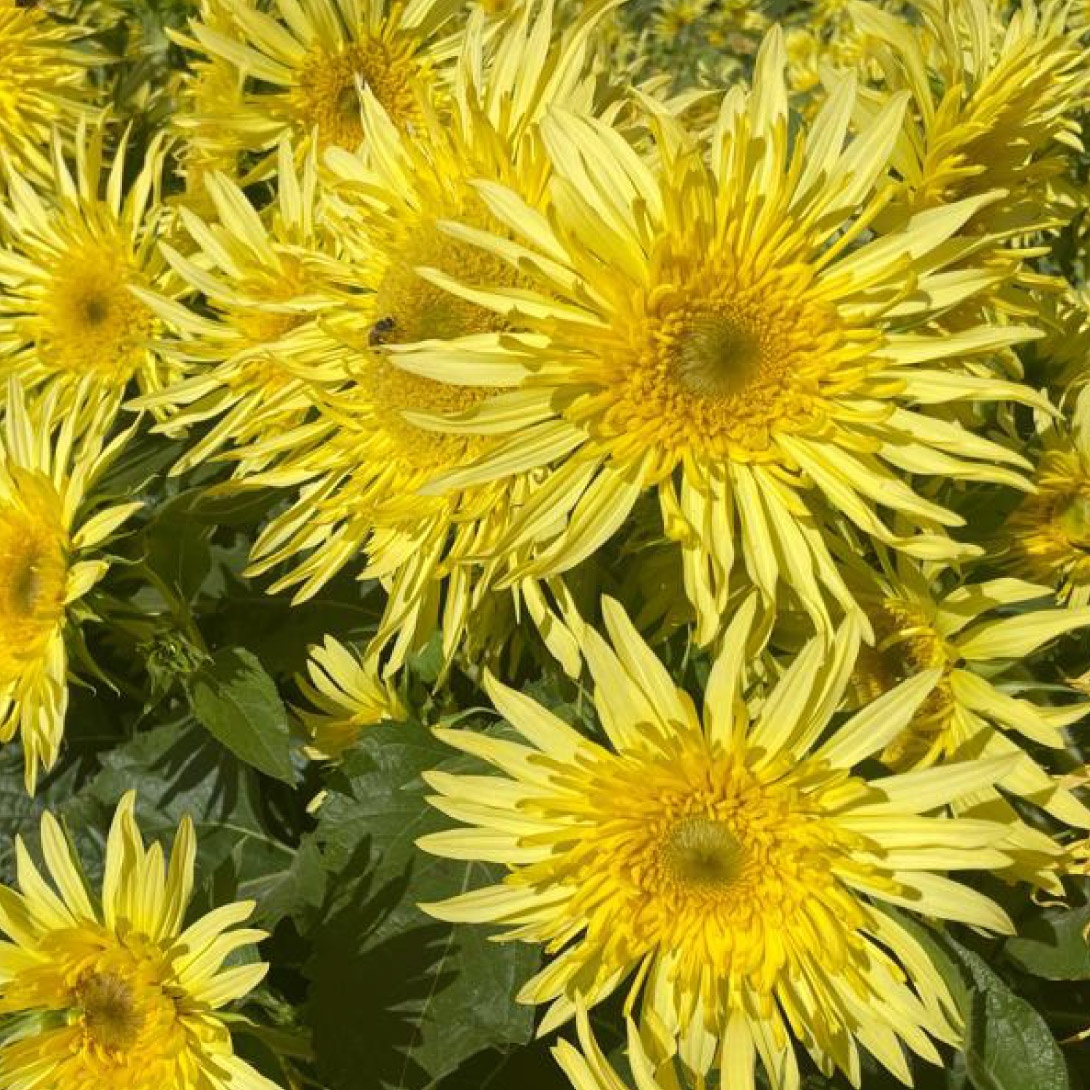 種 花たね ヒマワリ F1レモンキューティー 1袋(20粒)