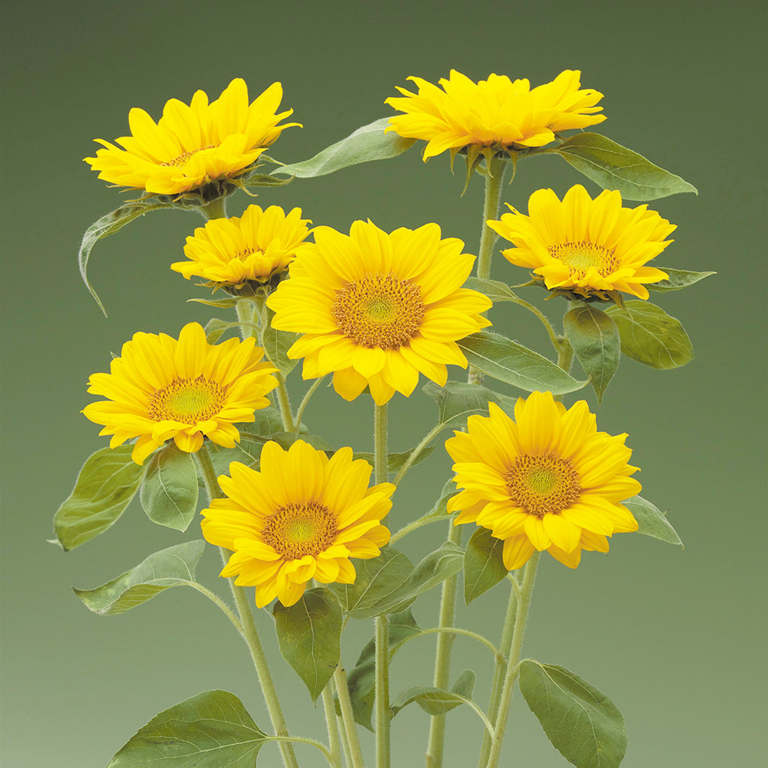 種 花たね ヒマワリ F1サンリッチUP フレッシュオレンジ 1袋(25粒)