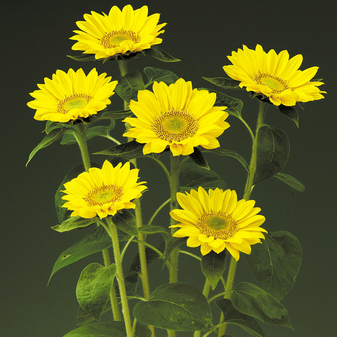 種 花たね ヒマワリ F1サンリッチUP フレッシュレモン 1袋(25粒)