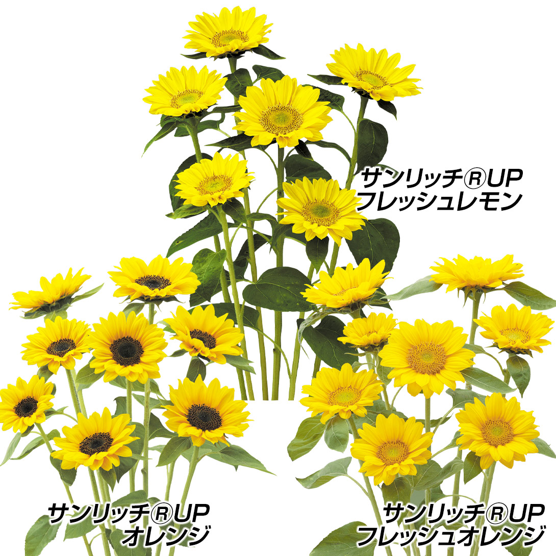 種 花たね ヒマワリ F1サンリッチUPセット 3種3袋