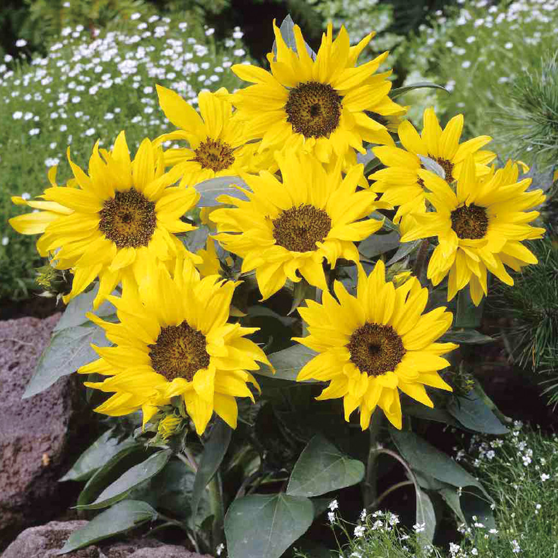 種 花たね ヒマワリ パチノ コーラ 1袋(20粒)