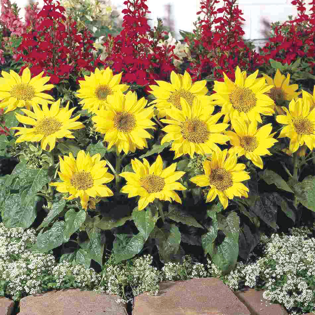 種 花たね ヒマワリ パチノ ゴールド 1袋(20粒)