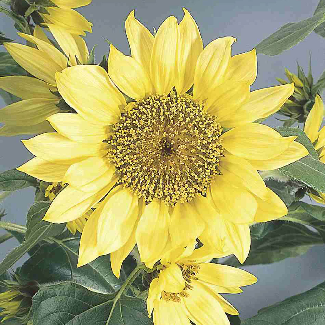 種 花たね ヒマワリ パチノ レモン 1袋(20粒)