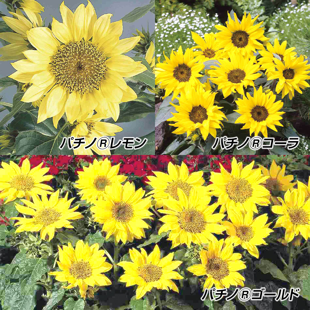 種 花たね ヒマワリ パチノセット 3種3袋