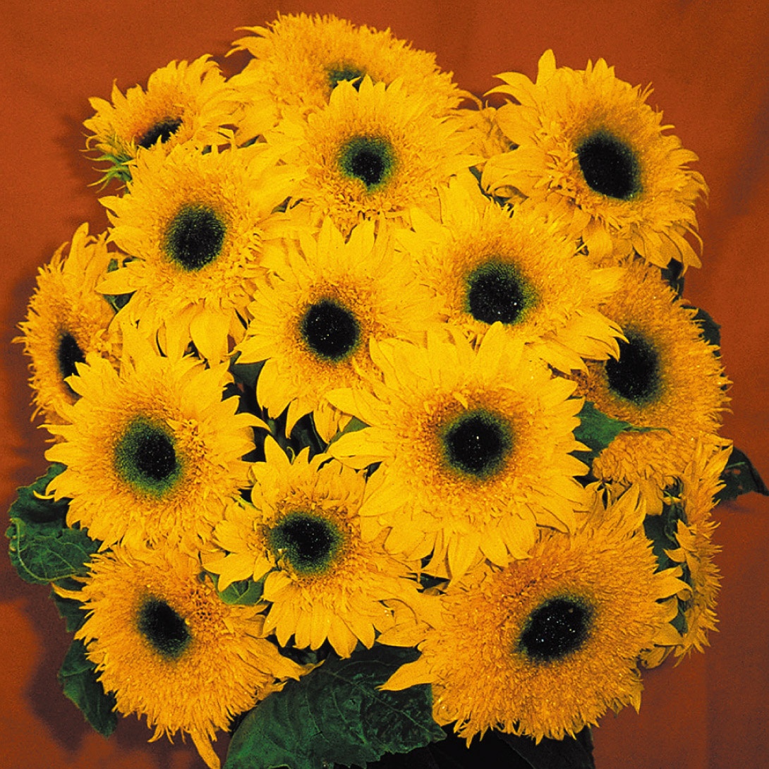 種 花たね ヒマワリ F1スターバースト・パナッシュ 1袋(20粒)