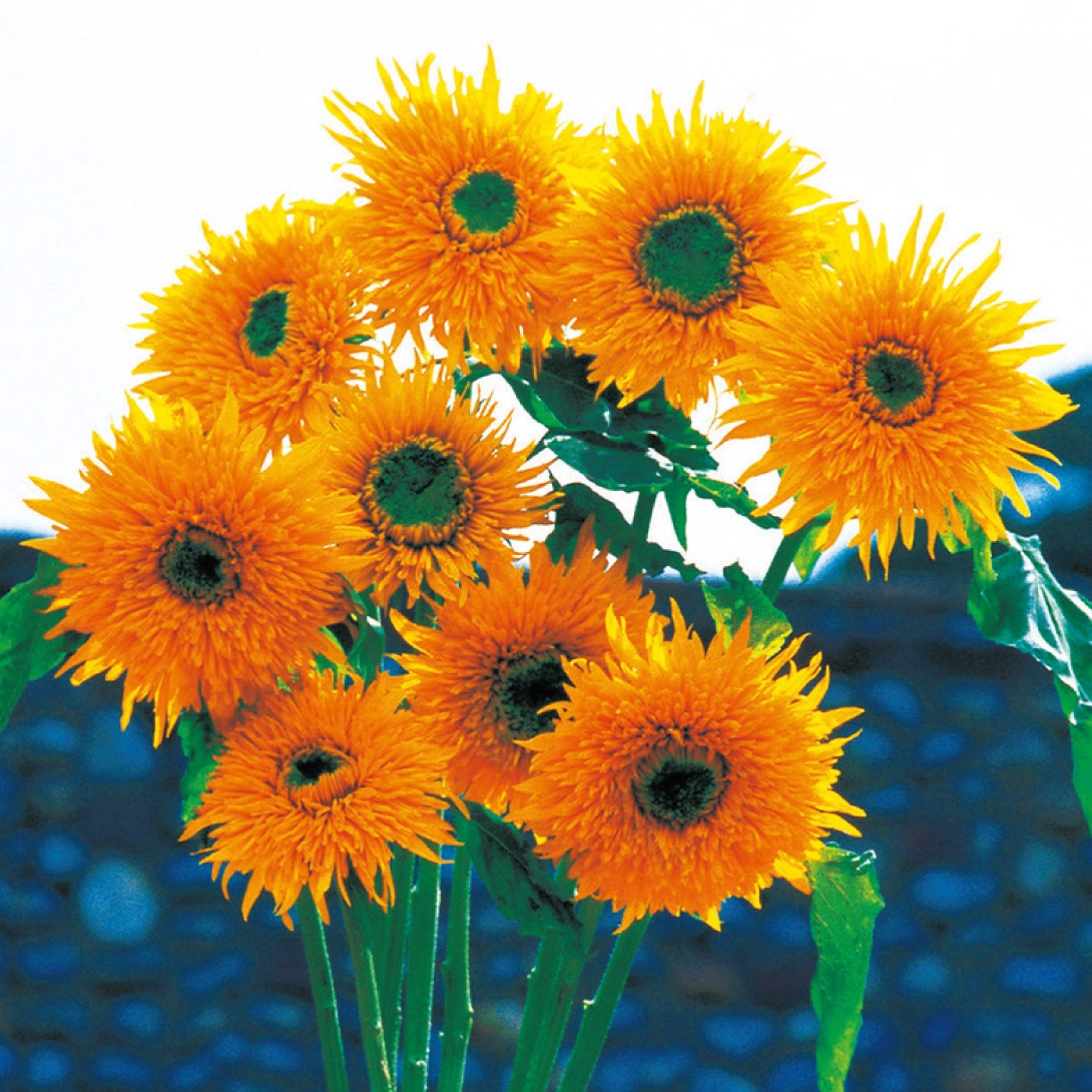 種 花たね ヒマワリ F1ダブルクイック 1袋(20粒)