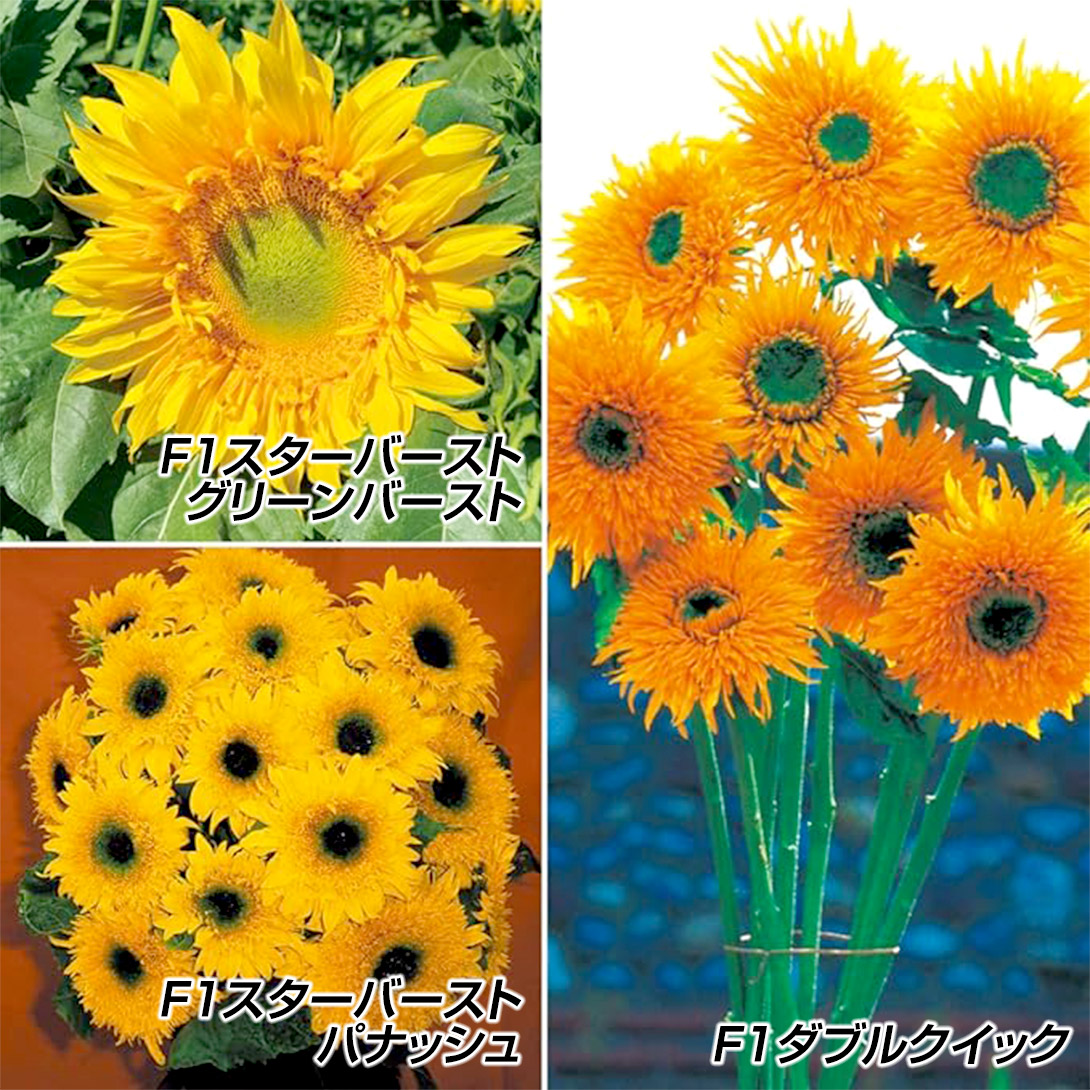 種 花たね 元気いっぱいヒマワリセット 3種3袋