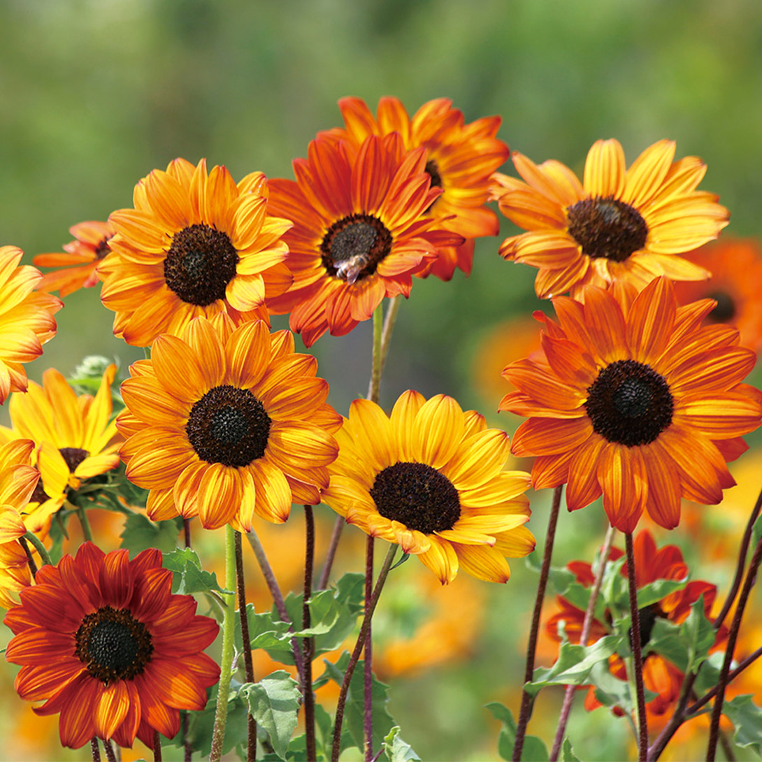 種 花たね ヒマワリ ソルナブロンズ 1袋(20粒)