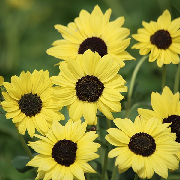 種 花たね 姫ひまわり ソルナ レモン 1袋(20粒)