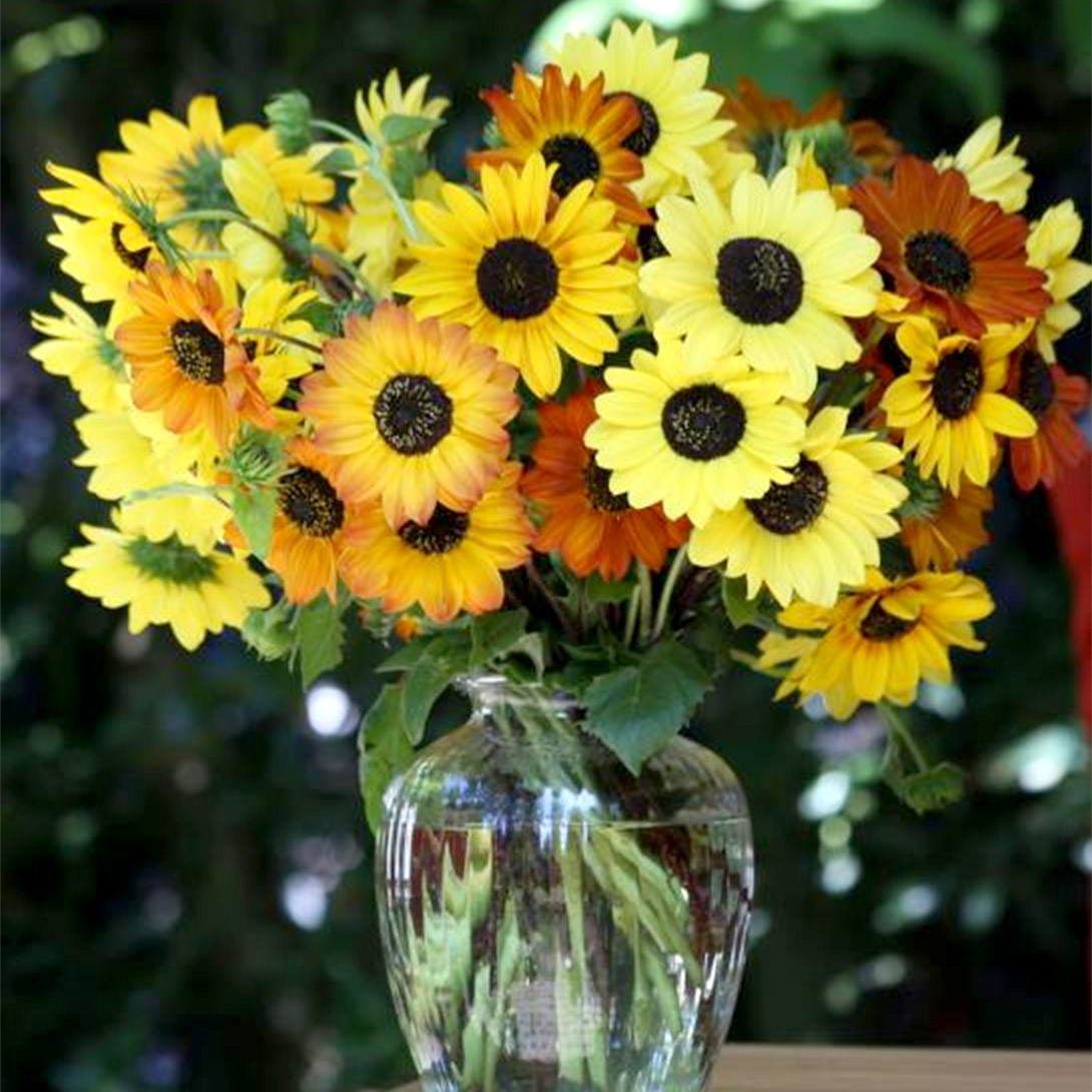 種 花たね ヒマワリ ソルナミックス 1袋(20粒)