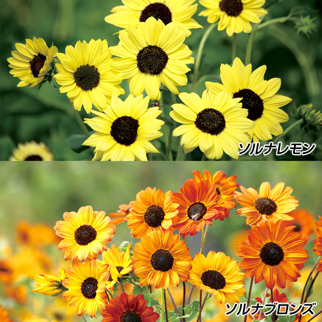 種 花たね 姫ひまわり ソルナセット 2種2袋