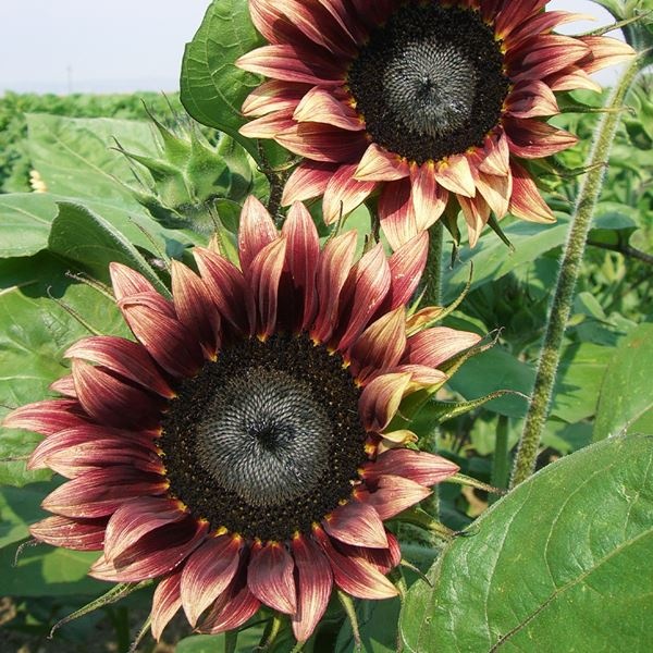 種 花たね ヒマワリ F1チェリーローズ 1袋(20粒)