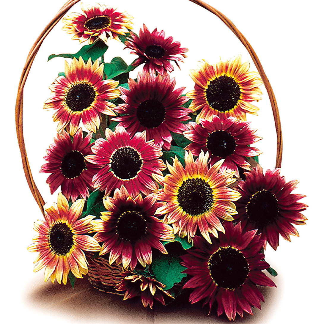 種 花たね ヒマワリ F1ルビーエクリプス 1袋(20粒)