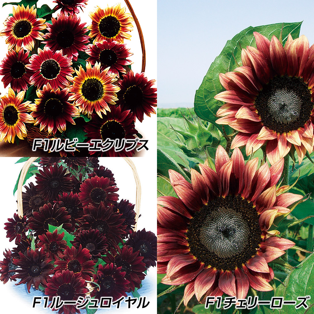 種 花たね ひまわり 赤花ひまわりセット 2種2袋