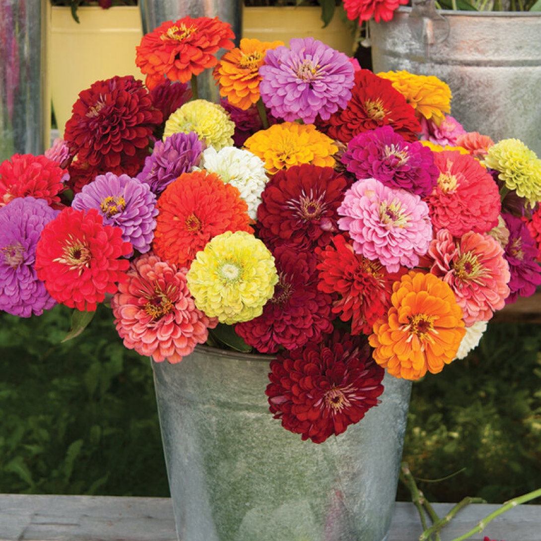 種 花たね 百日草 切花向き巨大輪混合 1袋(30粒)