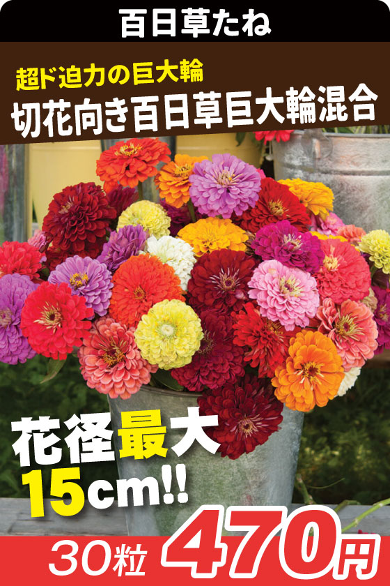 百日草 切花向き百日草巨大輪混合