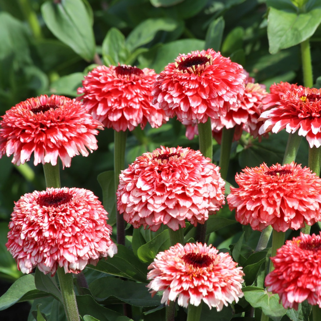 種 花たね 百日草 ジンデレラフィズ 1袋(20粒)