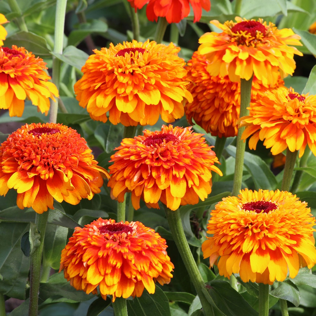 種 花たね 百日草 ジンデレラ ゼスト 1袋(20粒)