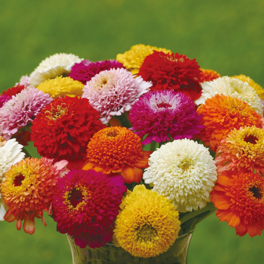 種 花たね 百日草 ジンデレラ カラーミックス 1袋(20粒)