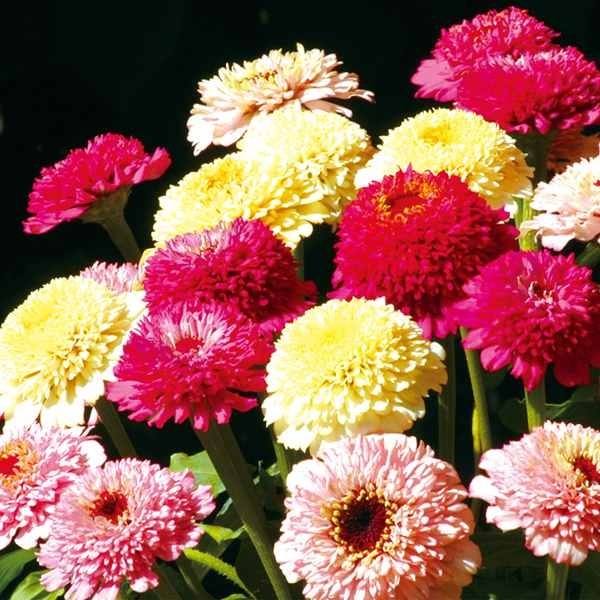 種 花たね 百日草 ジンデレラ ファッションミックス 1袋(20粒)