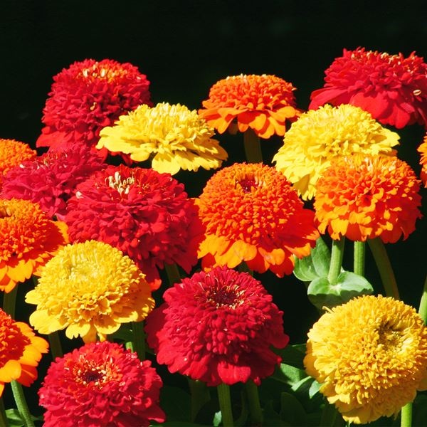 種 花たね 百日草 ジンデレラ サンセットミックス 1袋(20粒)