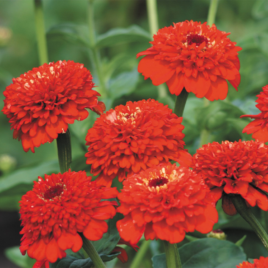 種 花たね ジニア ジンデレラ レッド 1袋(20粒)