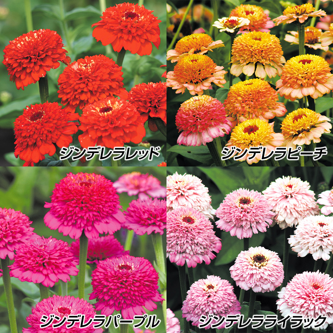 種 花たね ジニア ジンデレラ単色セット 4種4袋