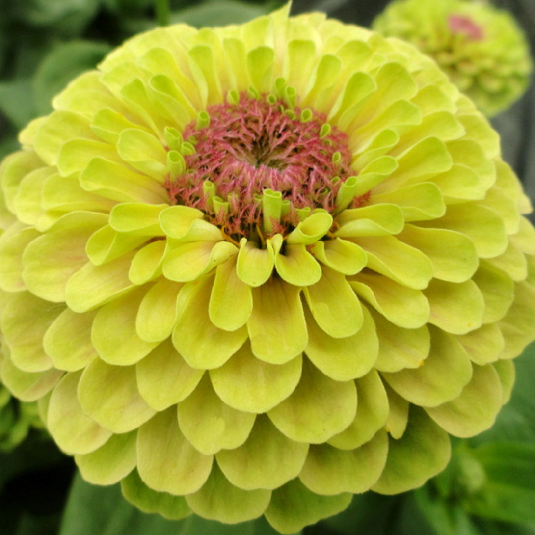 種 花たね ジニア クイーン ライムウィズブロッチ 1袋(20粒)