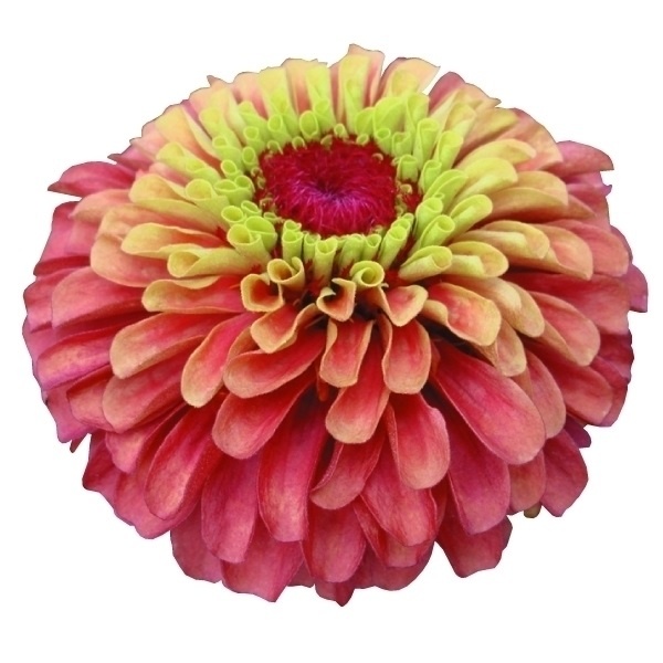 種 花たね 百日草 クイーンレッドライム 1袋(20粒)