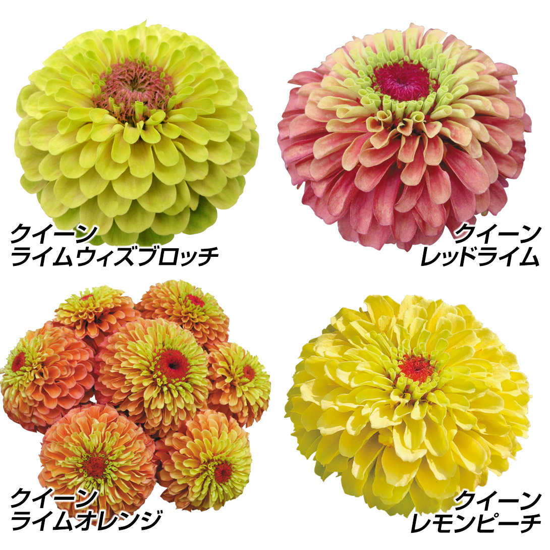 種 花たね ジニア クイーンセット 4種4袋