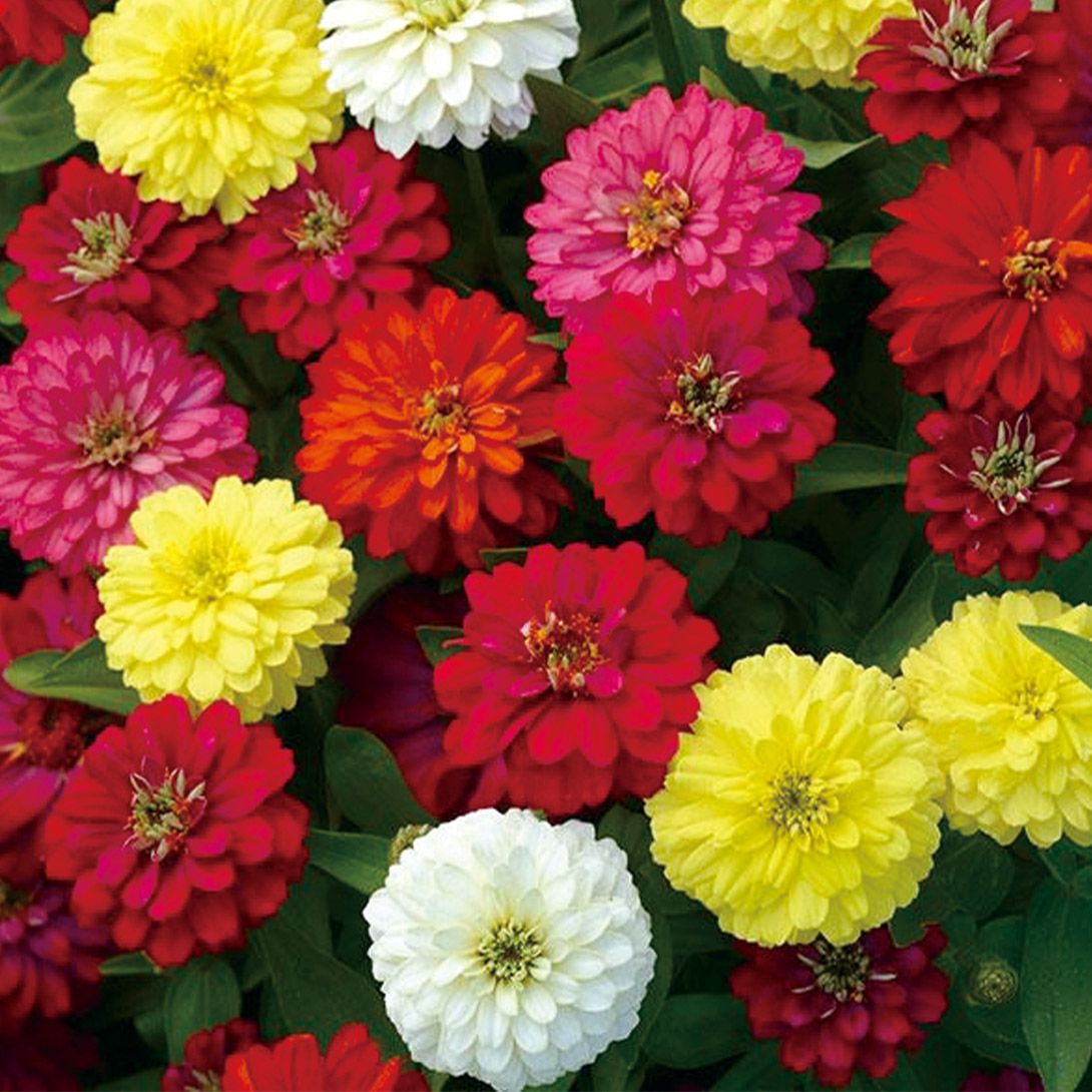 種 花たね ジニア ダブルザハラミックス 1袋(15粒)