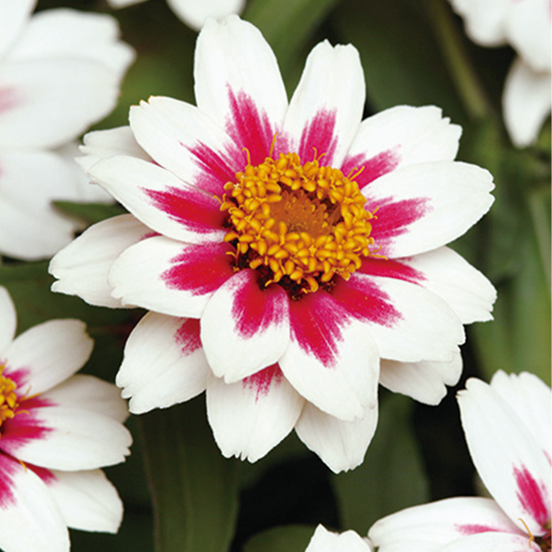 種 花たね ジニア ザハラ スターライトローズ 1袋(15粒)