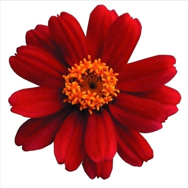 種 花たね ジニア ザハラ チェリー 1袋(15粒)