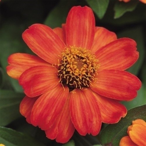 種 花たね ジニア ザハラ ファイヤー 1袋(15粒)