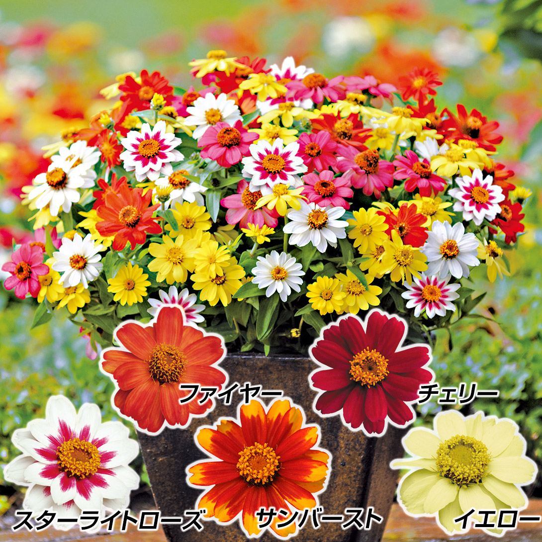 種 花たね ジニア ザハラセット 5種5袋