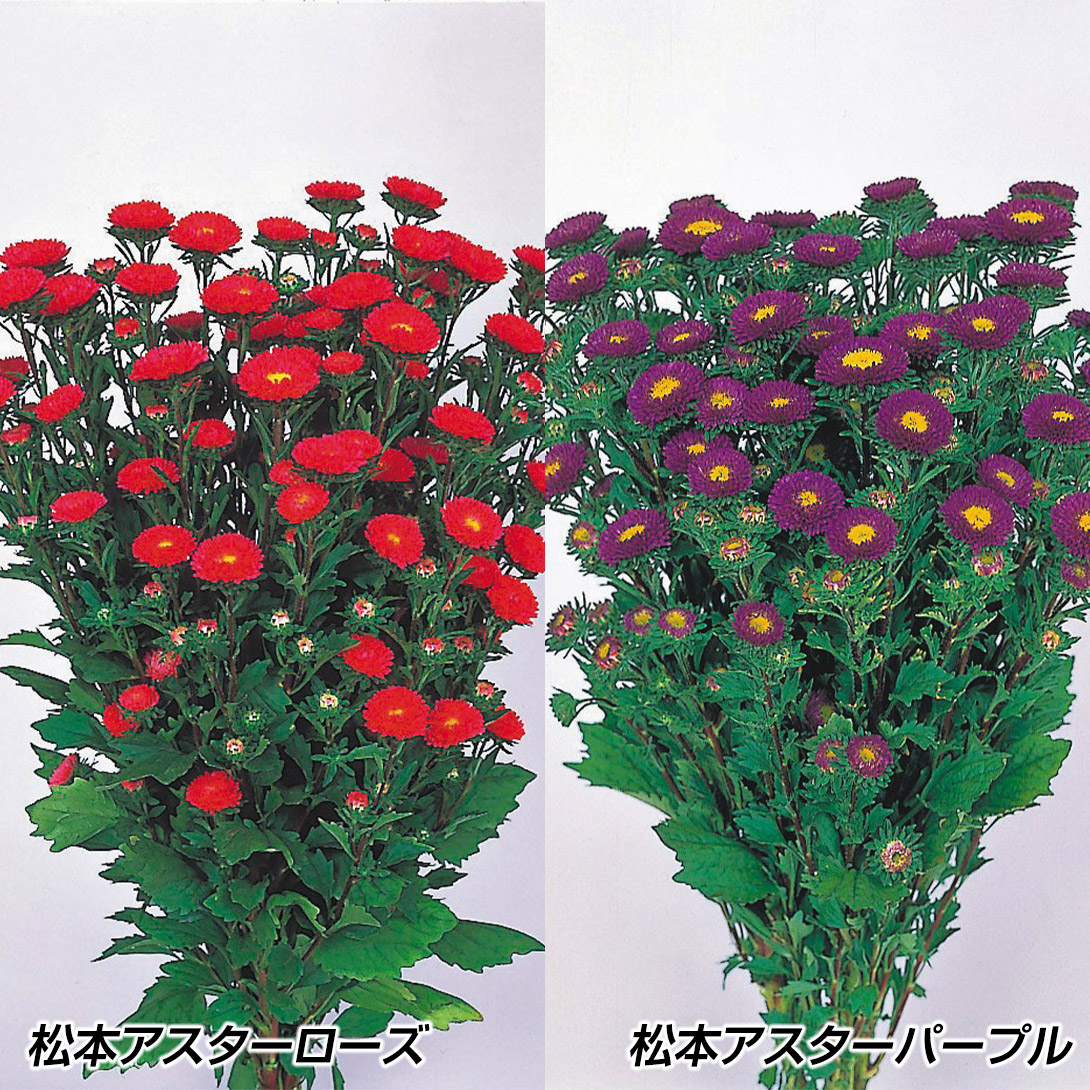 種 花たね アスター 松本アスター 単色Aセット 2種2袋