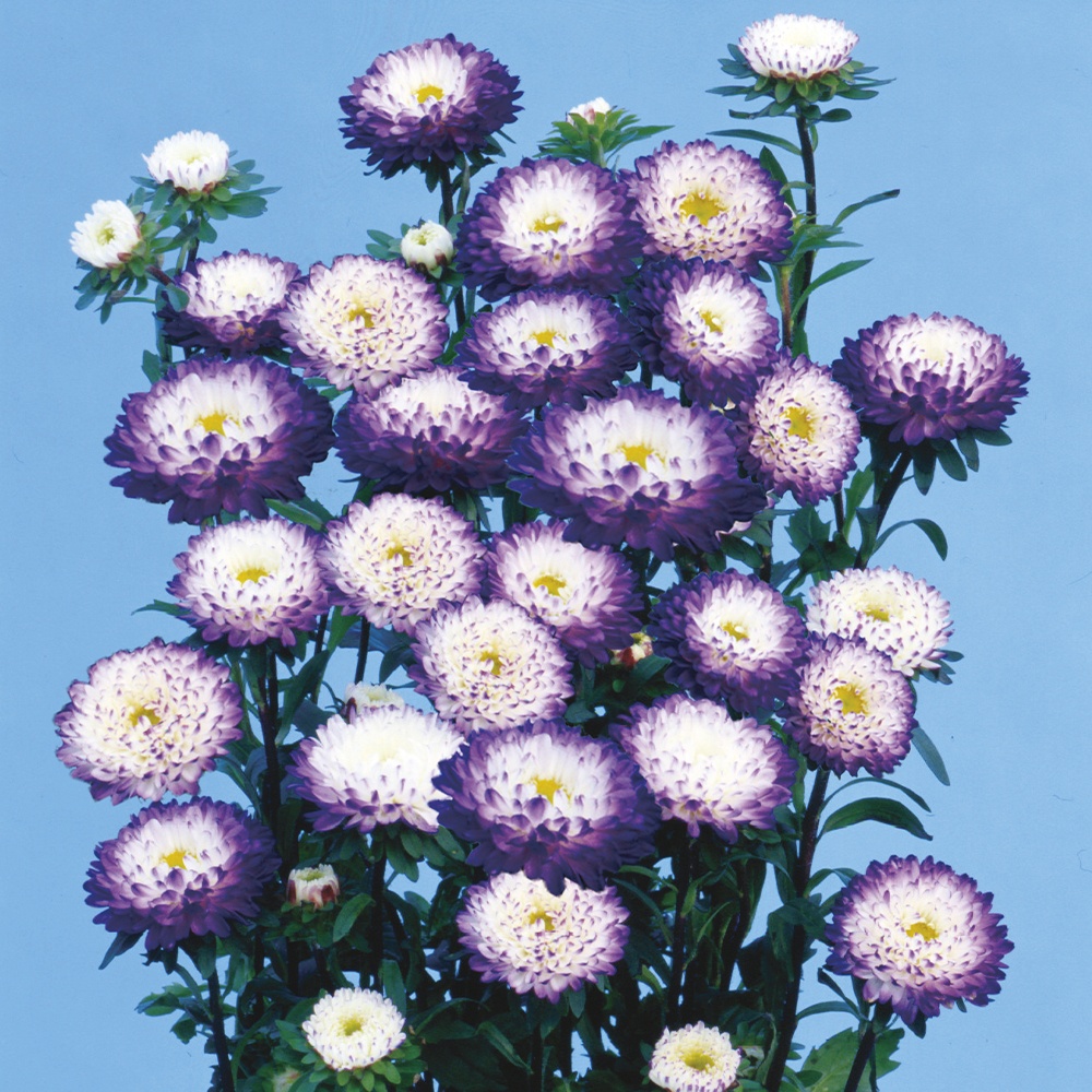 種 花たね アスター 松本アスターブルーホワイト 1袋(200粒)