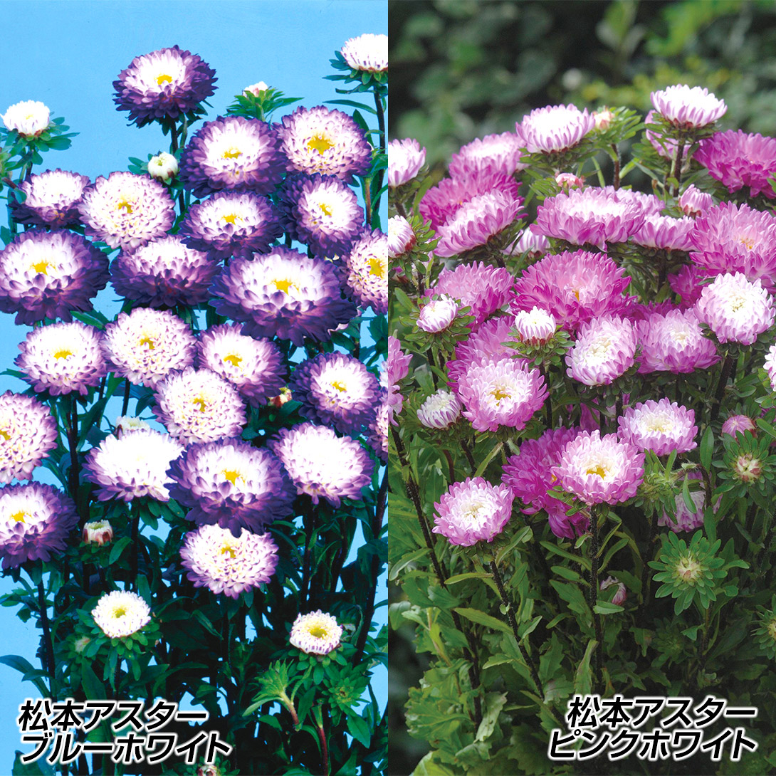 種 花たね アスター 松本アスター バイカラーセット 2種2袋