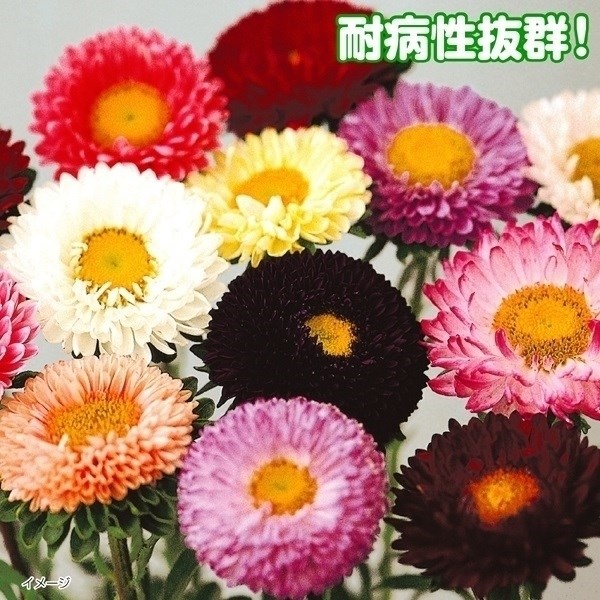 種 花たね アスター 松本アスター混合 1袋(200粒)