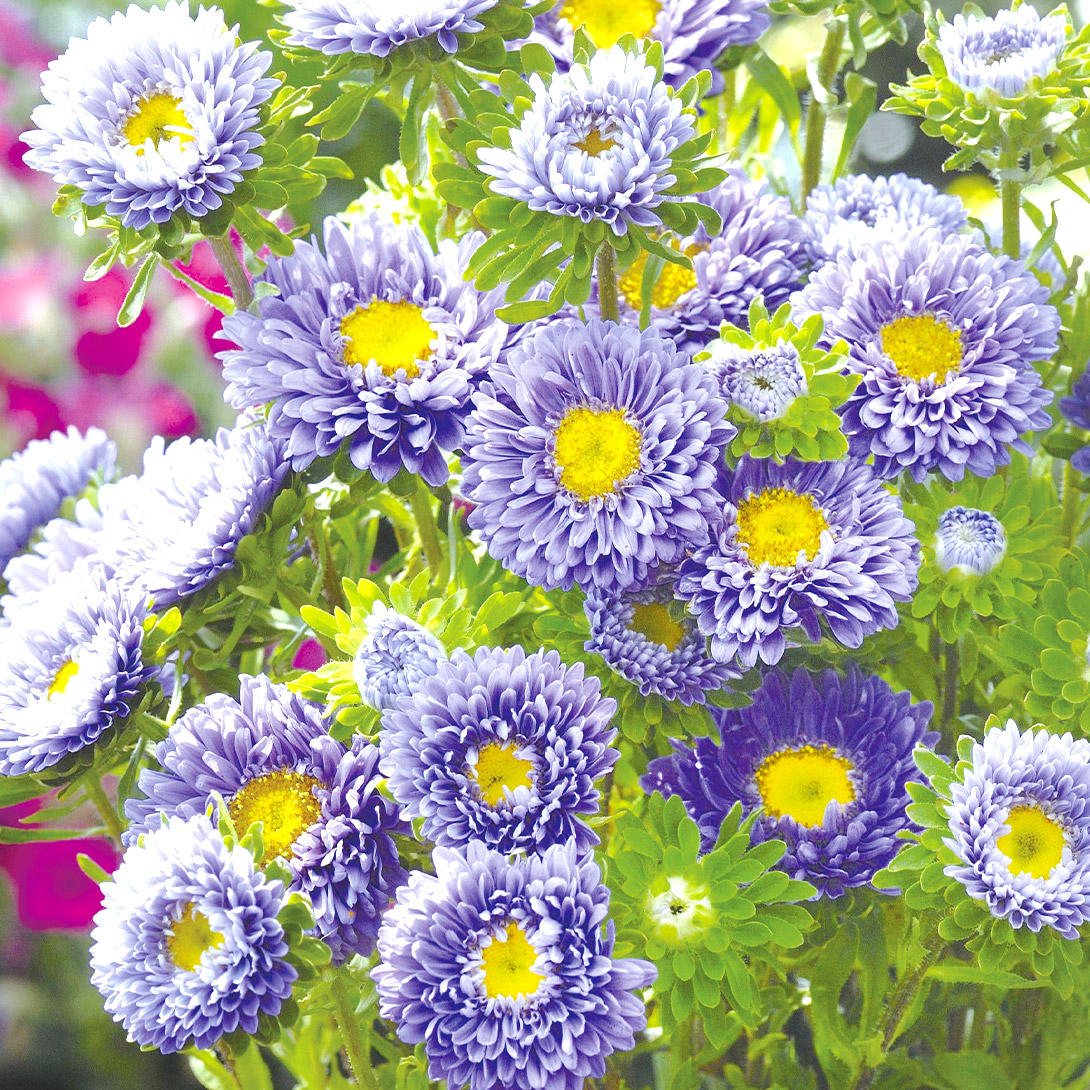 種 花たね アスター 松本アスター ライトブルー 1袋(200粒)