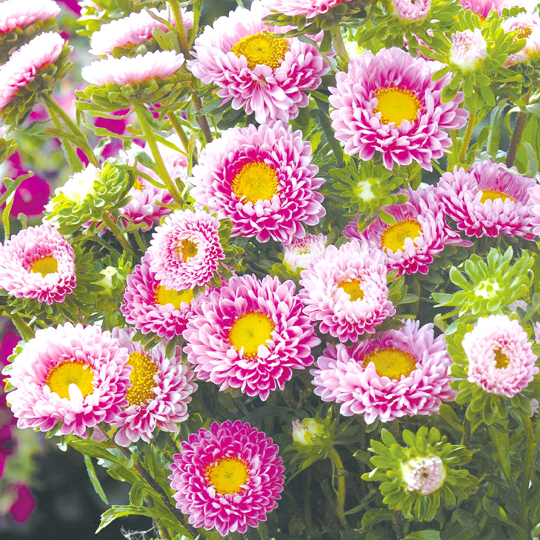 種 花たね アスター 松本アスター ピンク 1袋(200粒)