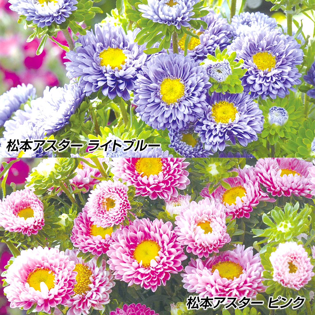 種 花たね アスター 松本アスター 単色Bセット 2種2袋