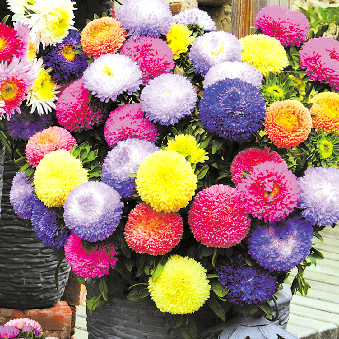 種 花たね アスター バルーンミックス 1袋(40粒)