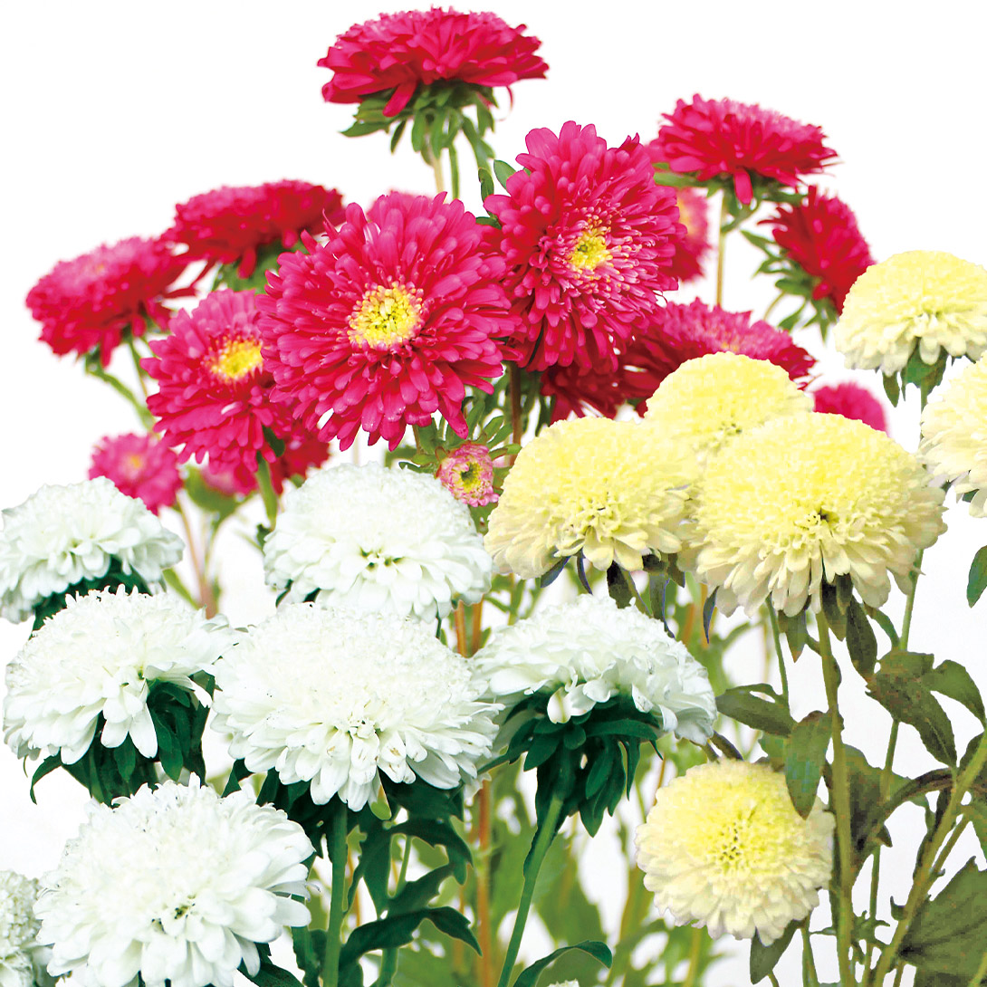 種 花たね アスター マタドールミックス 1袋(20粒)