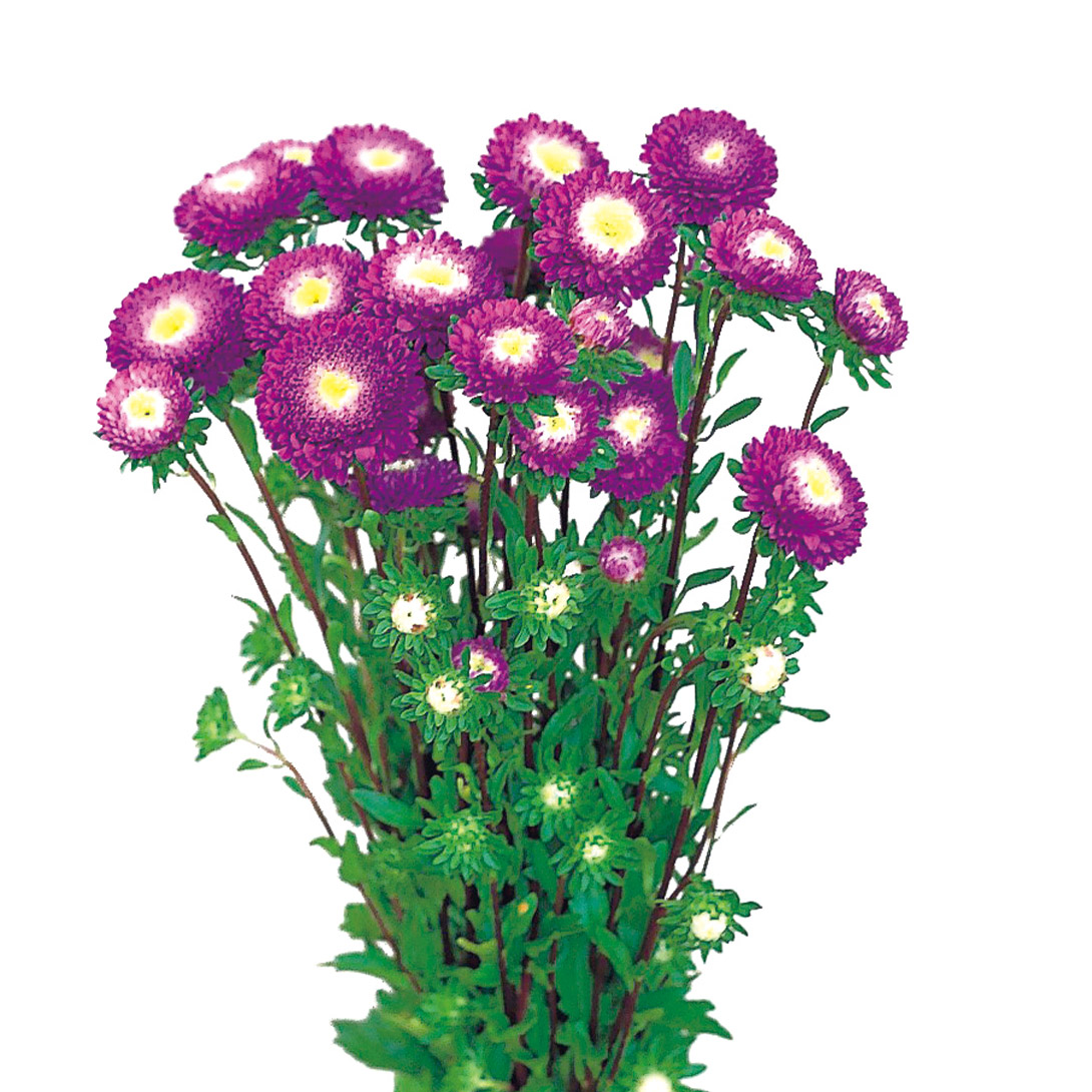 種 花たね アスター 福紫 1袋(50粒)