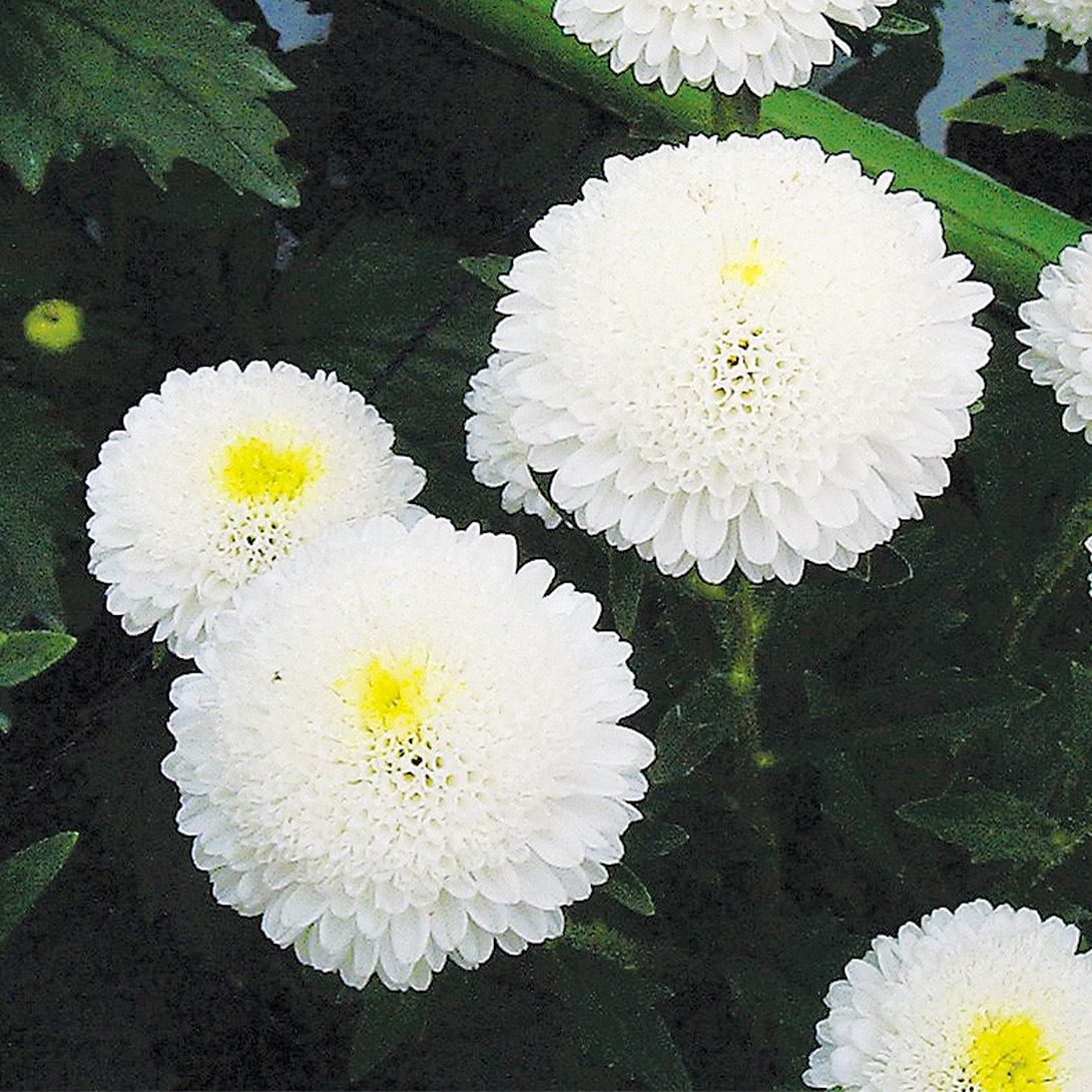 種 花たね アスター 玉吹雪 1袋(50粒)