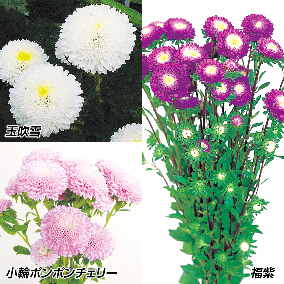 種 花たね アスター ポンポン咲きアスターセット 3種3袋